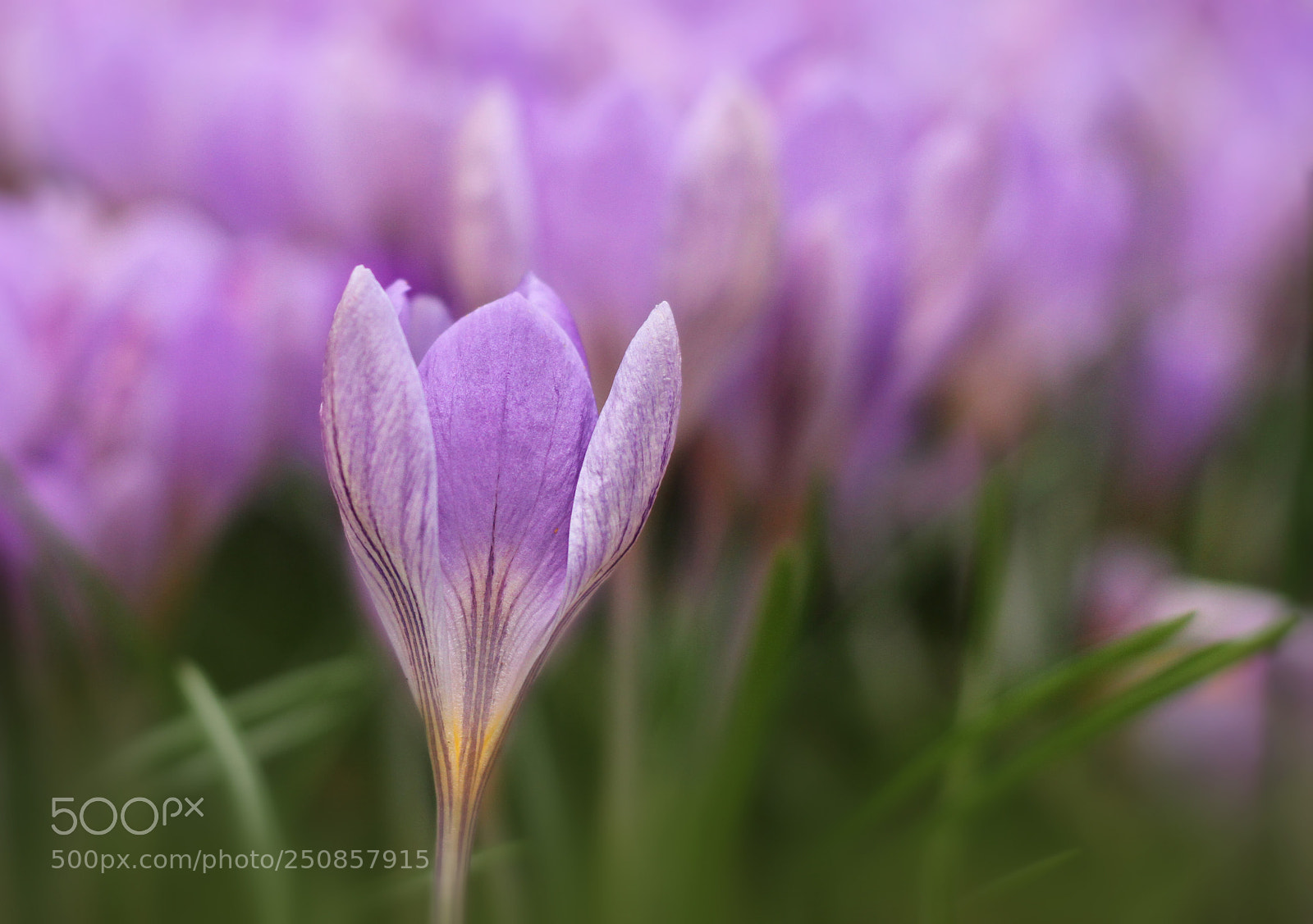 Canon EOS 7D sample photo. Feels like spring photography