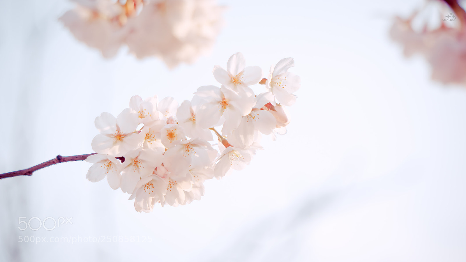 Sony a6000 sample photo. Untitled photography
