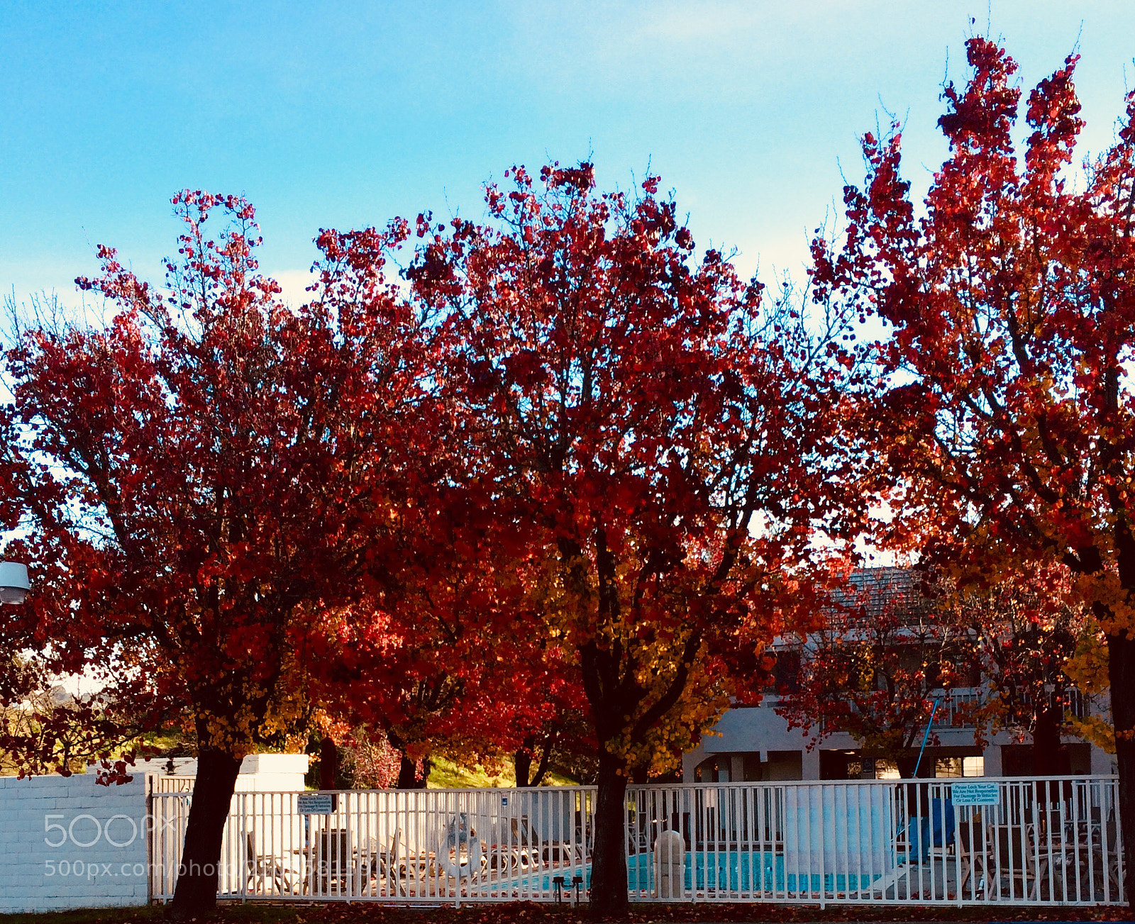 Apple iPhone 5s sample photo. Maple photography