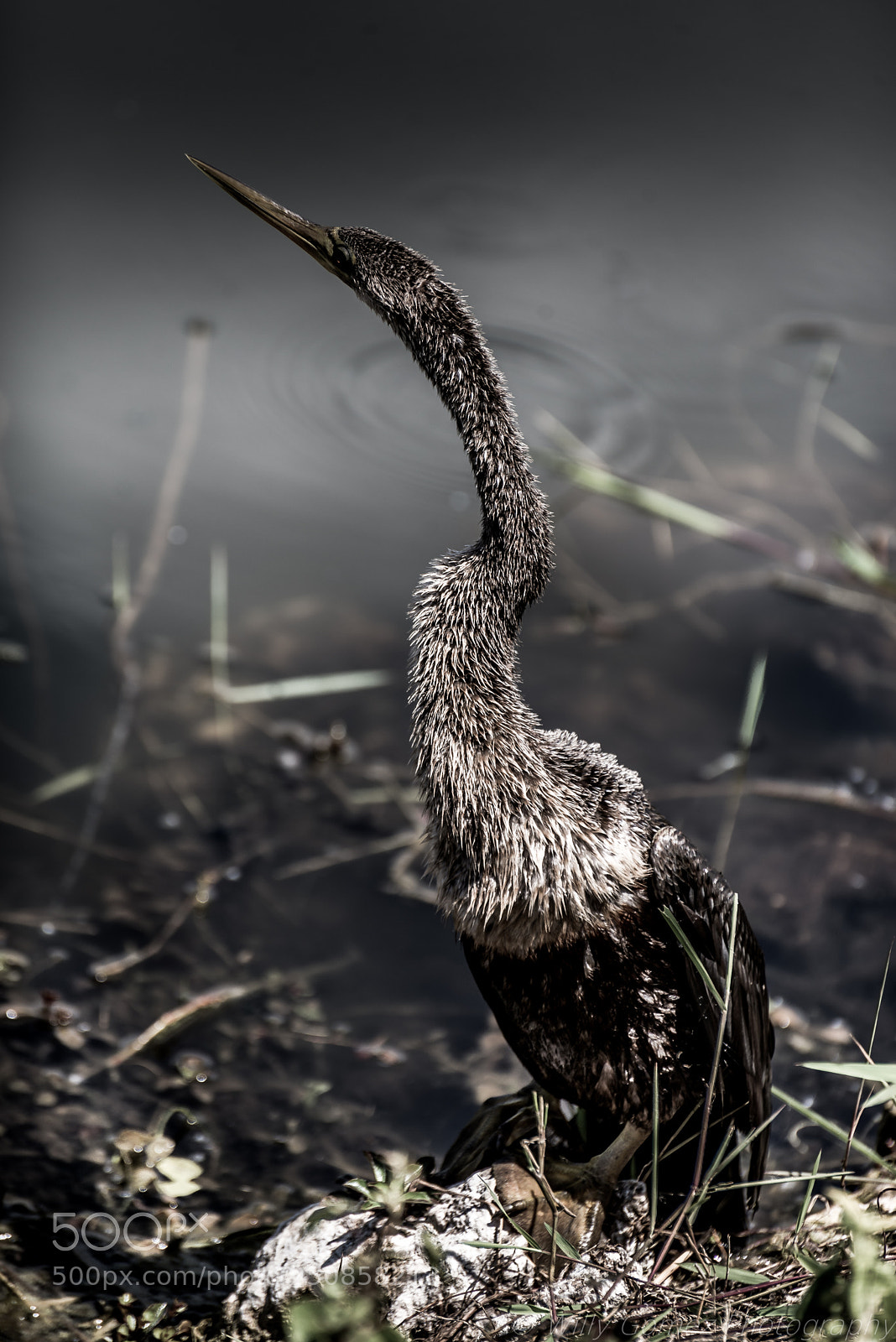 Nikon D610 sample photo. Anhinga wadering photography