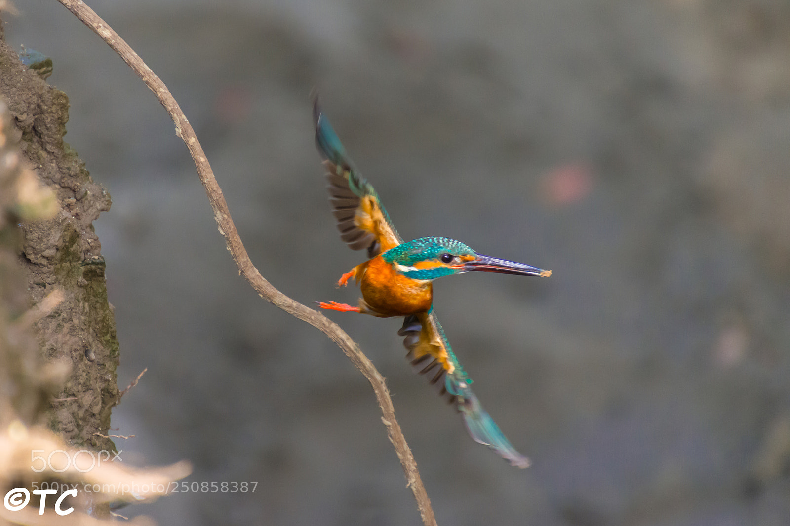 Nikon D7200 sample photo. Kingfisher photography