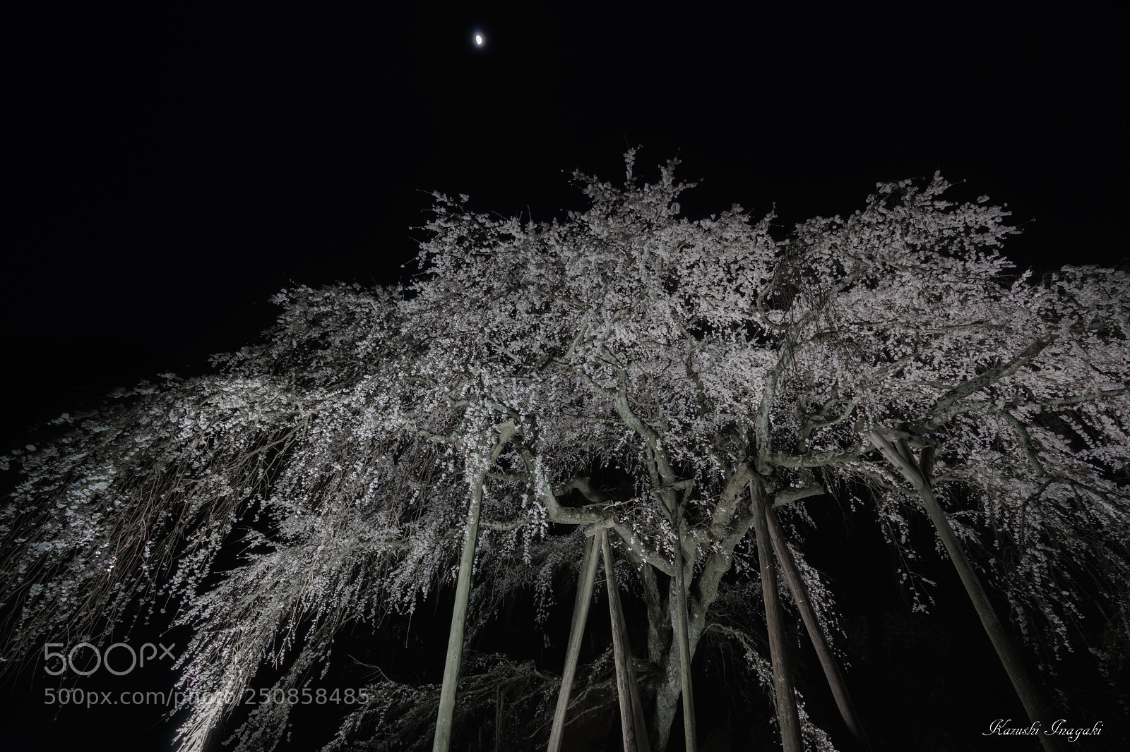 Sony SLT-A99V sample photo. Weeping cherry of okuyamada photography