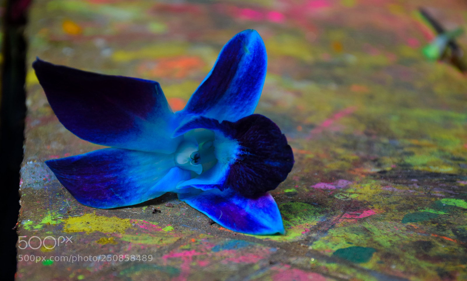 Nikon D5300 sample photo. Flower da blue photography