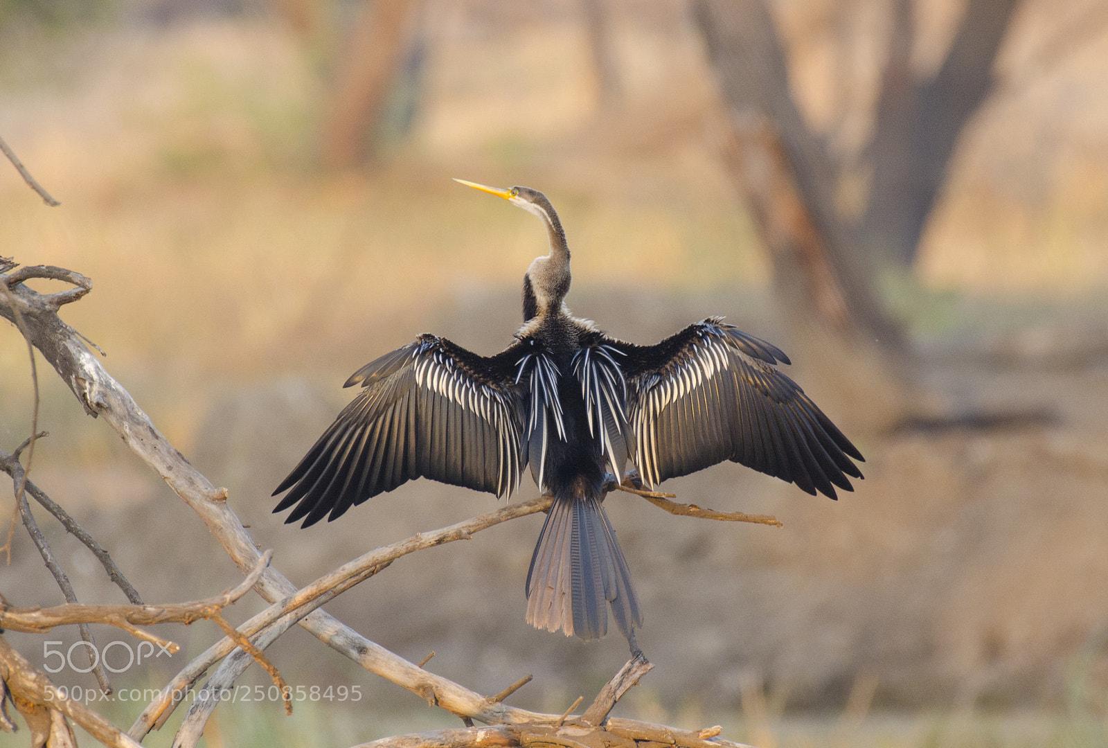 Nikon D5100 sample photo. Darter - the snake photography