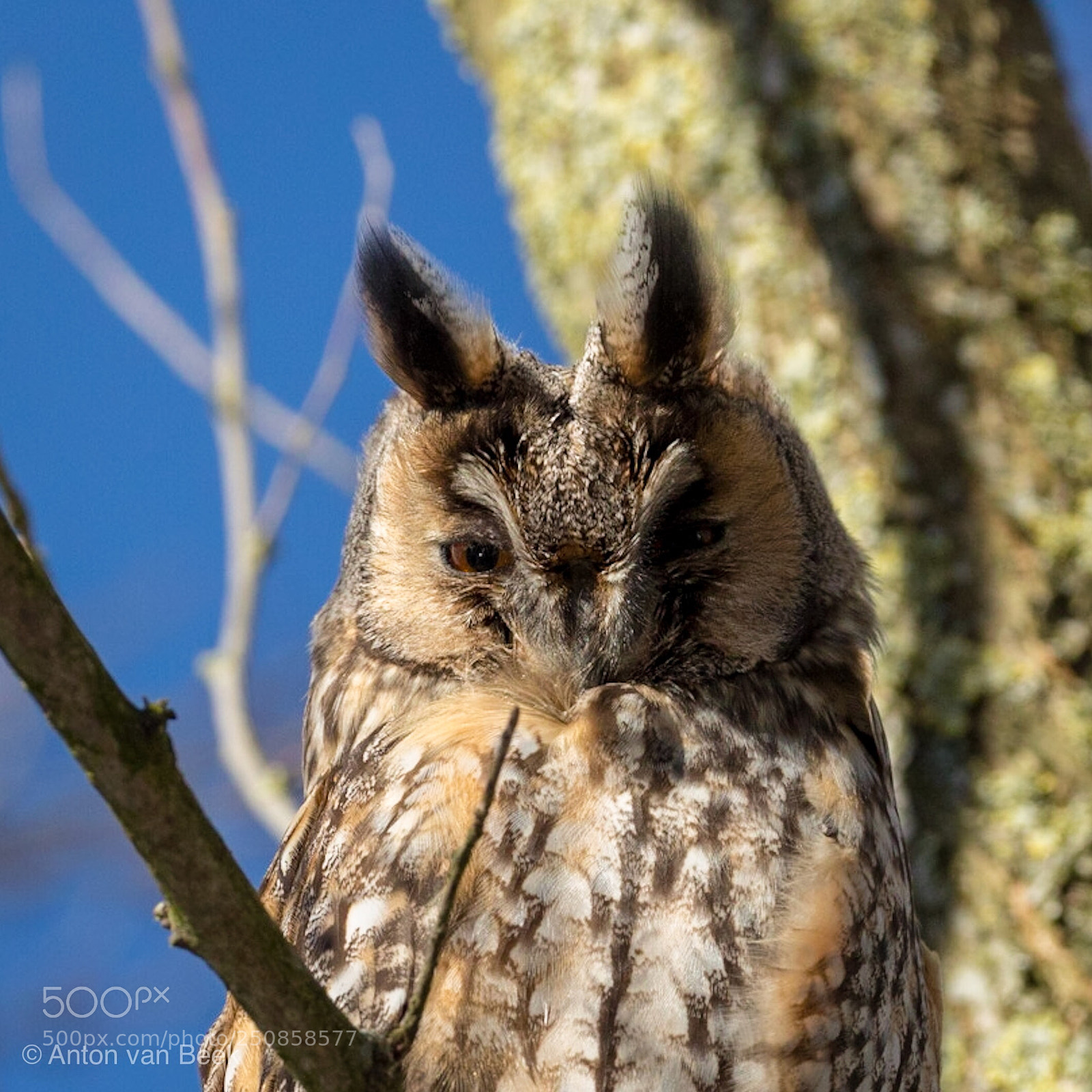 Canon EOS 5D Mark IV sample photo. Long eared owl photography
