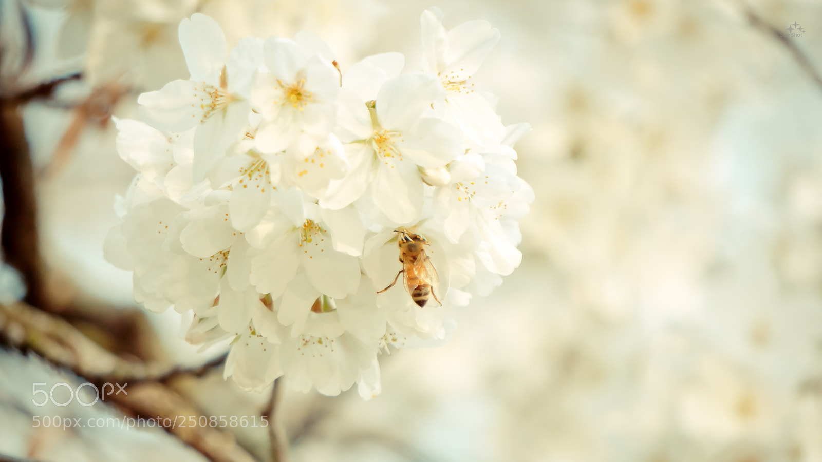 Sony a6000 sample photo. Untitled photography