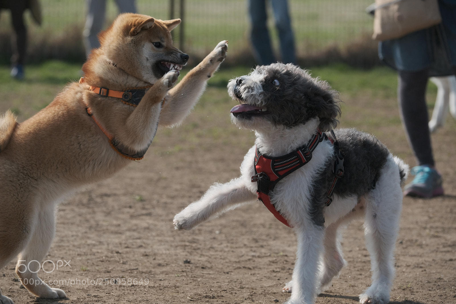 Fujifilm X-H1 sample photo. Surprised by a scary photography