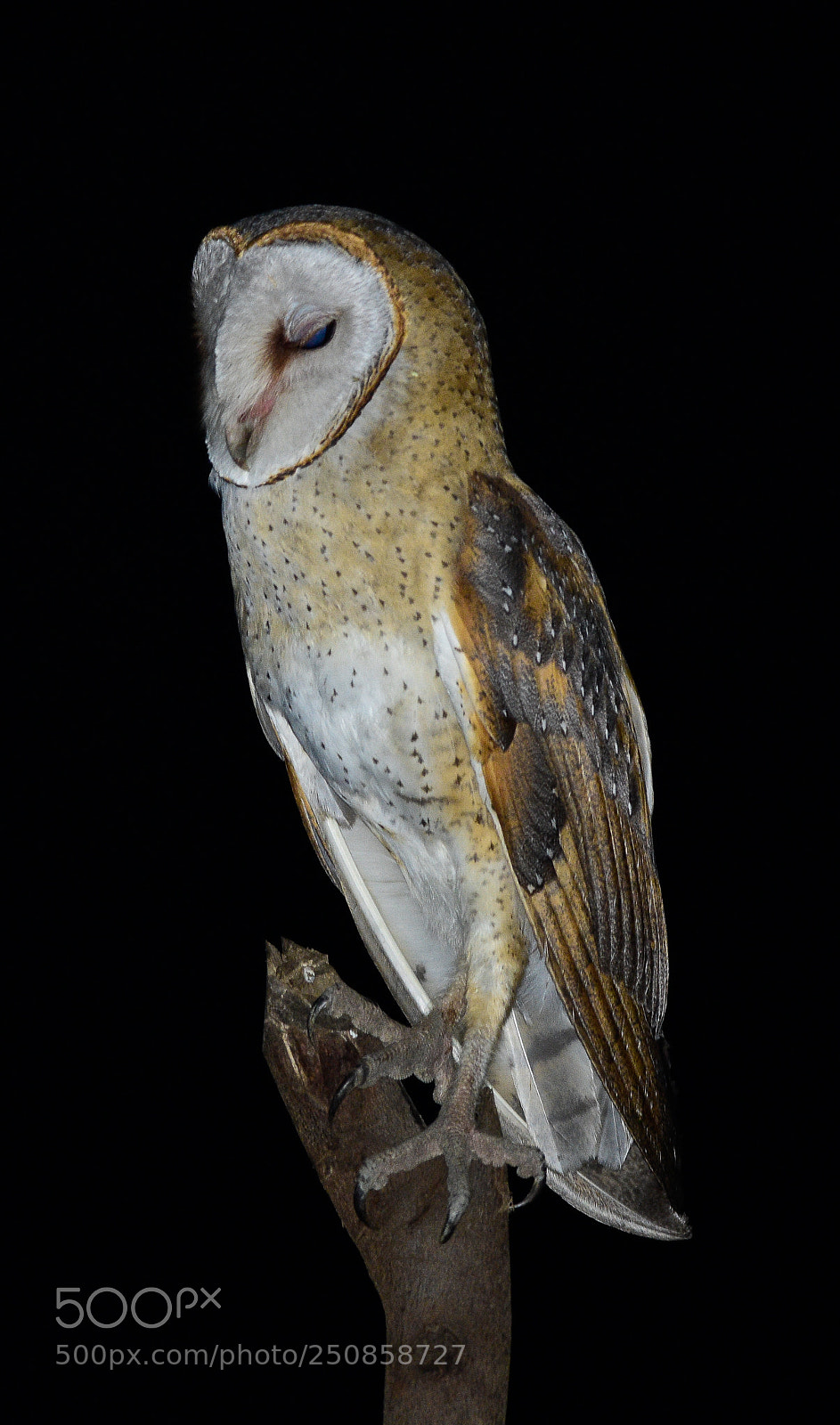 Nikon D7200 sample photo. Barn owl photography