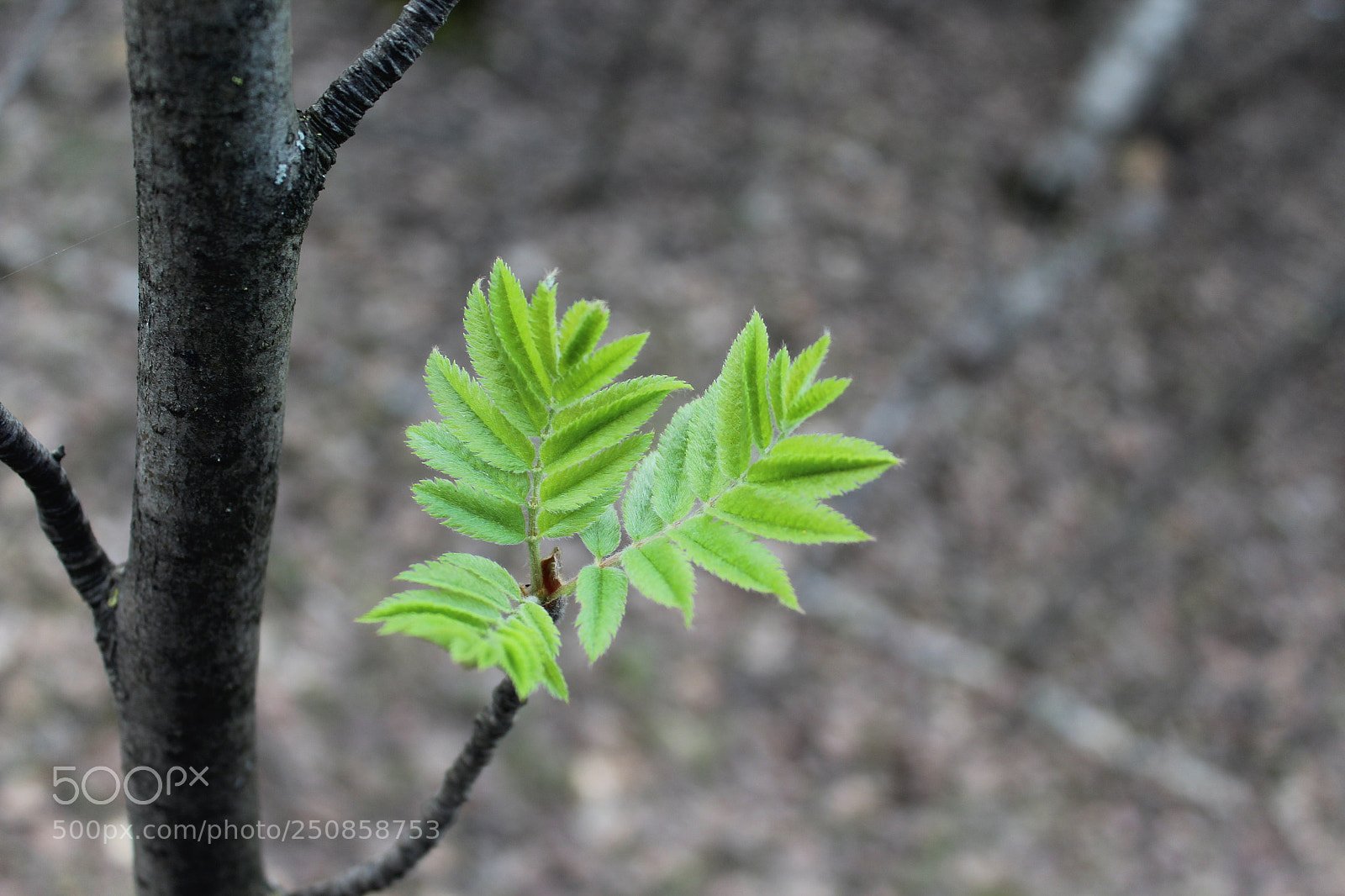 Canon EOS 1200D (EOS Rebel T5 / EOS Kiss X70 / EOS Hi) sample photo. Foto photography