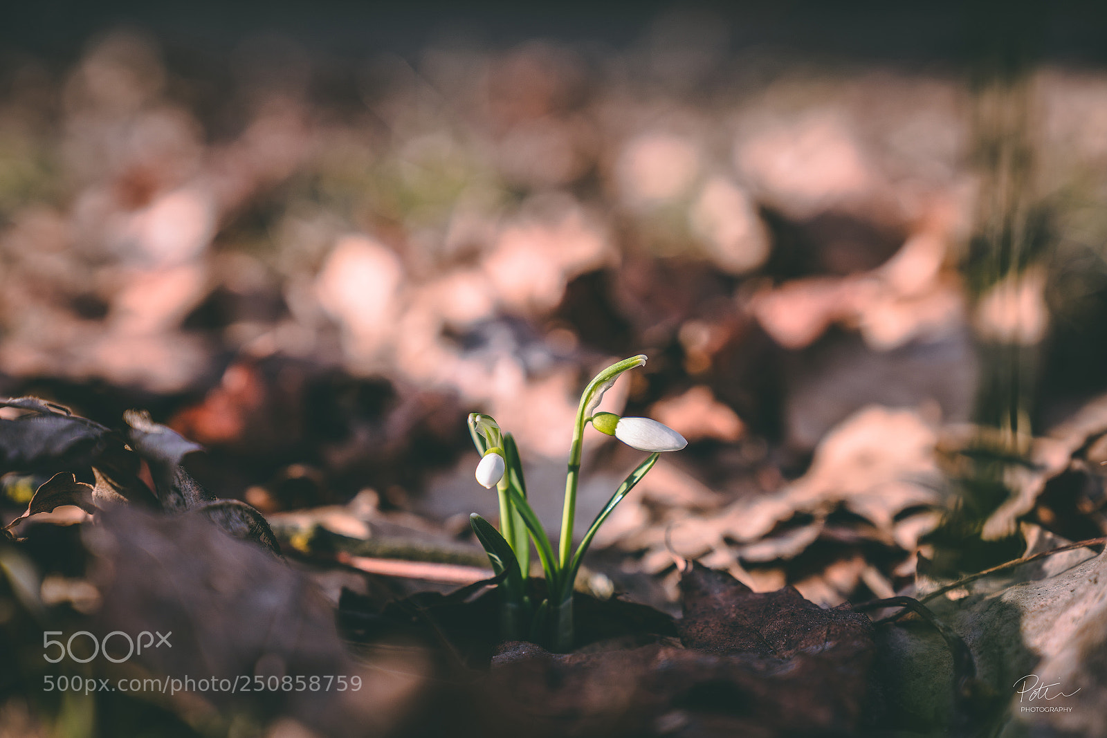 Sony a7R III sample photo. Little snowdrop photography