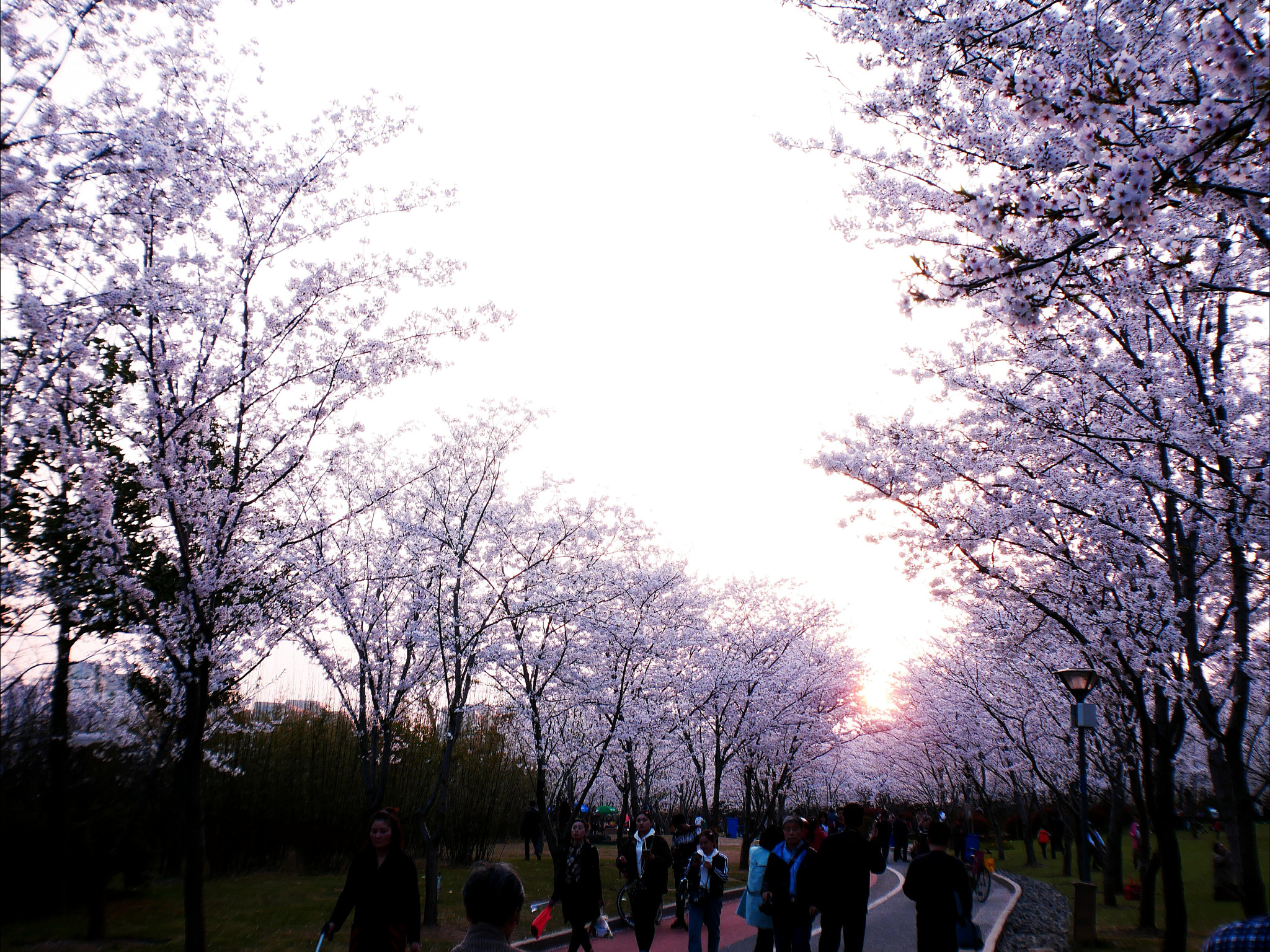 Panasonic Lumix DC-GX850 (Lumix DC-GX800 / Lumix DC-GF9) sample photo. Sakura road under sunset photography