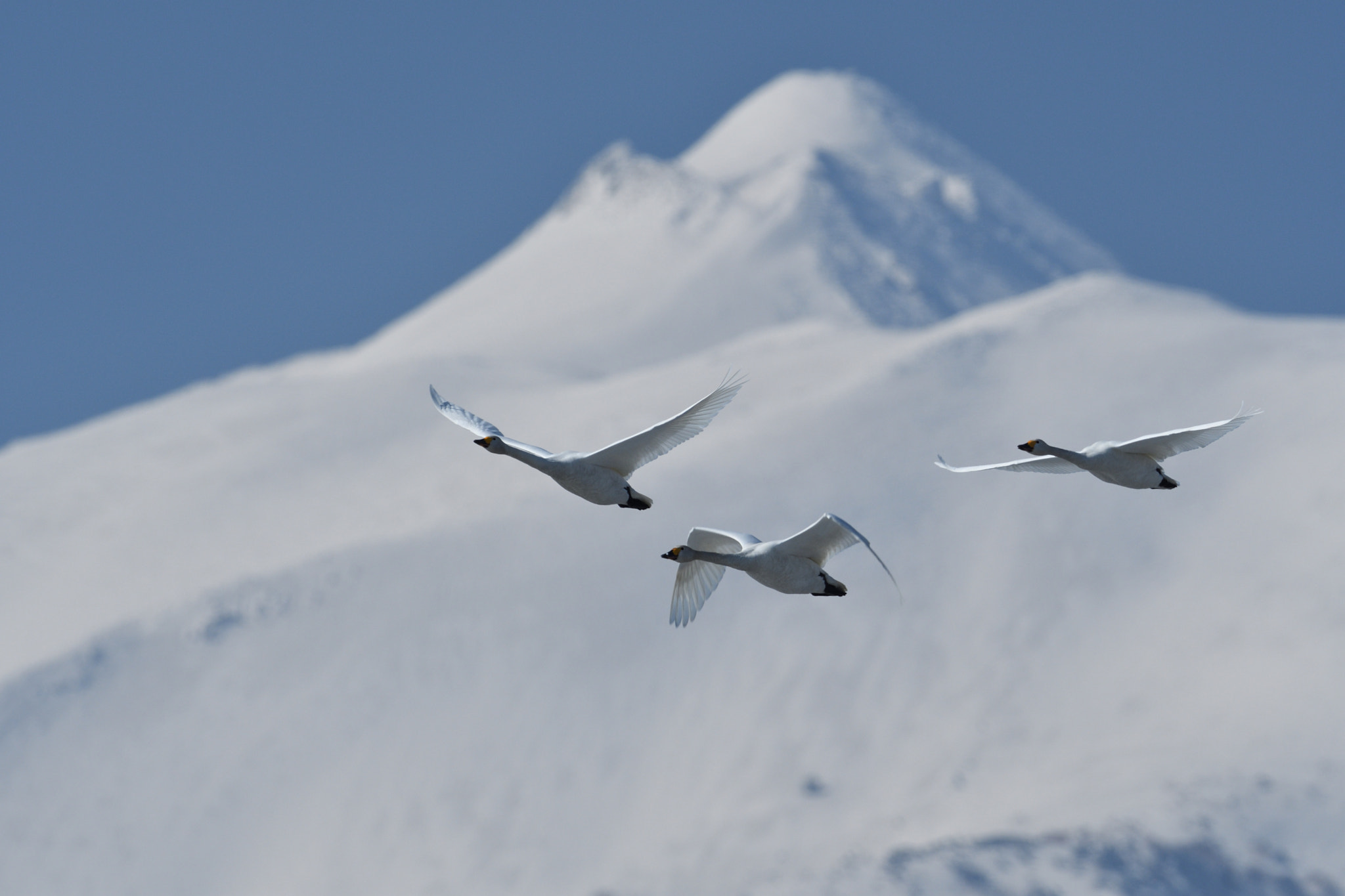 Nikon AF-S Nikkor 500mm F4G ED VR sample photo. Tundra swan photography