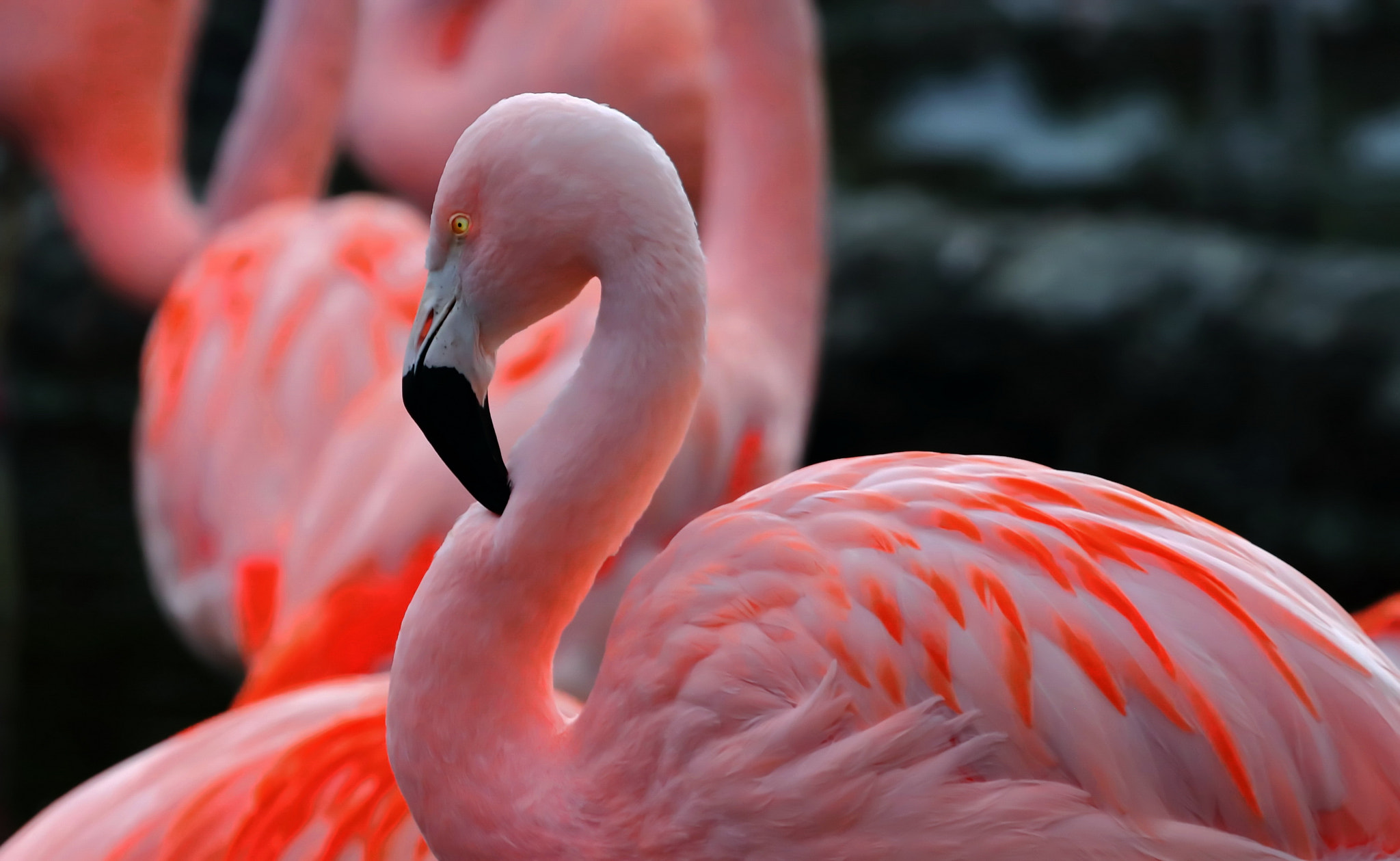 Canon EOS 80D + Canon EF 100-400mm F4.5-5.6L IS USM sample photo. Flamingos photography