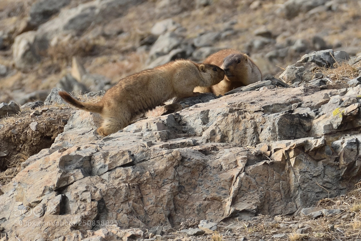 Nikon D500 sample photo. Marmots photography
