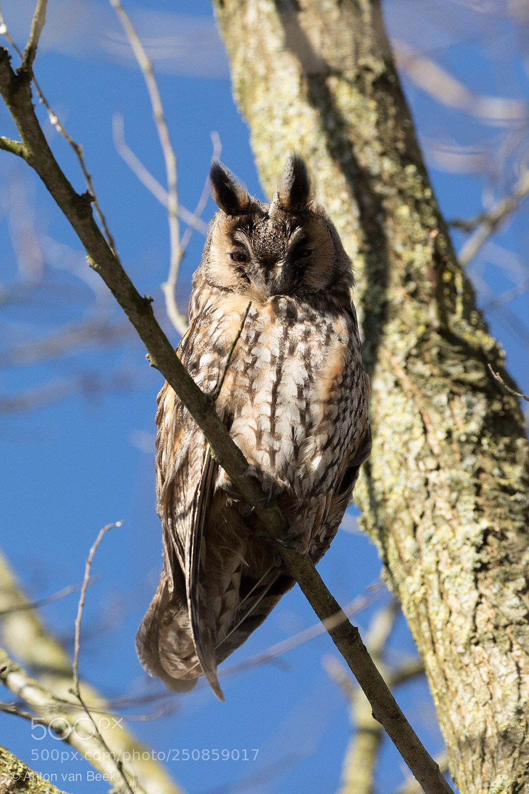 Canon EOS 5D Mark IV sample photo. Long eared owl photography