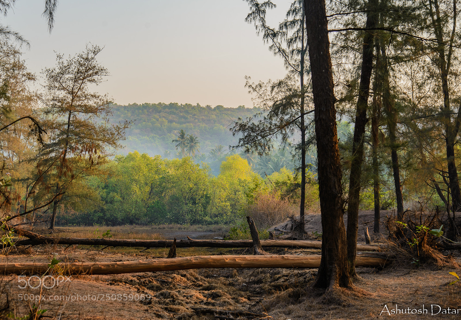 Nikon D610 sample photo. Misty morning photography