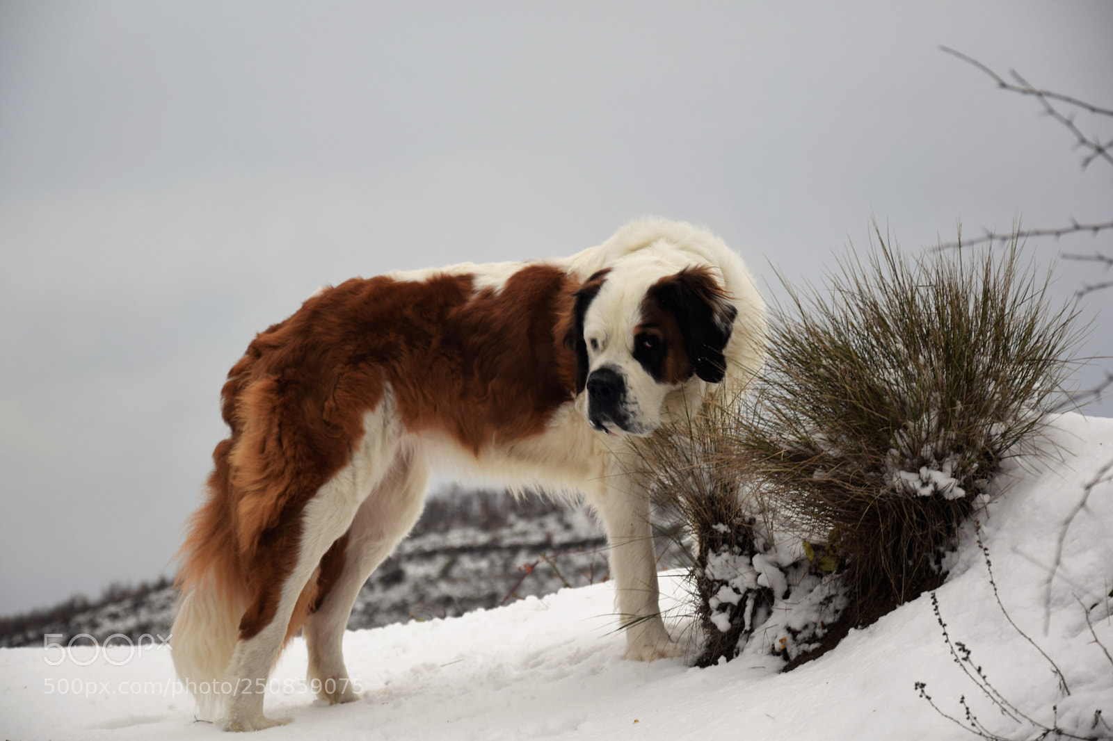 Nikon D3300 sample photo. Gopi nella neve gopi photography