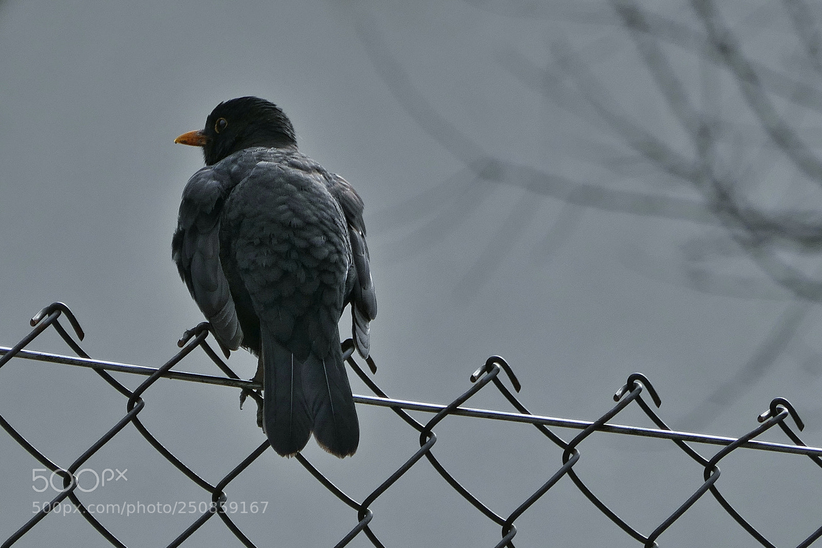Panasonic Lumix DMC-ZS100 (Lumix DMC-TZ100) sample photo. Black bird photography
