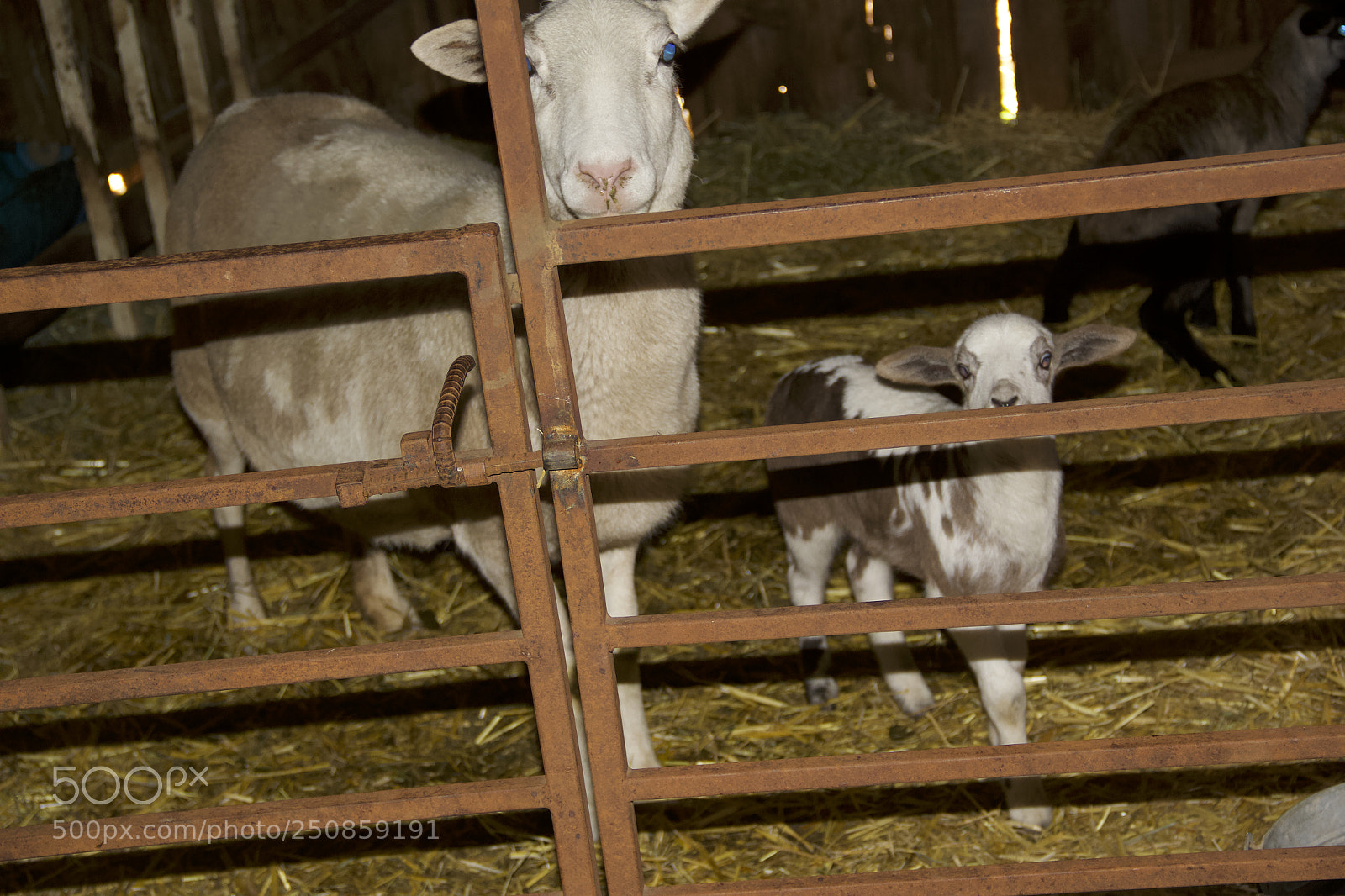 Canon EOS 60D sample photo. Img photography