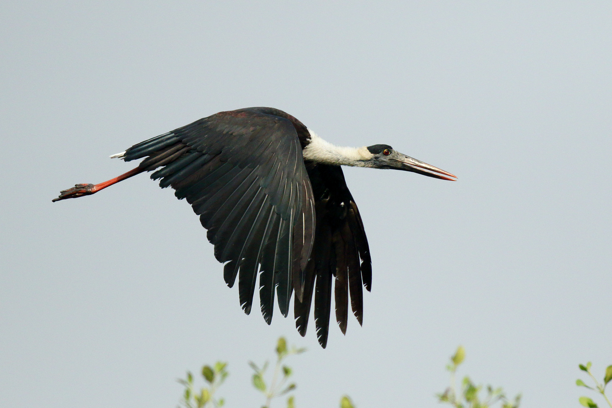 Canon EOS 7D Mark II + Canon EF 400mm F4 DO IS II USM sample photo. Woolly necked stork photography
