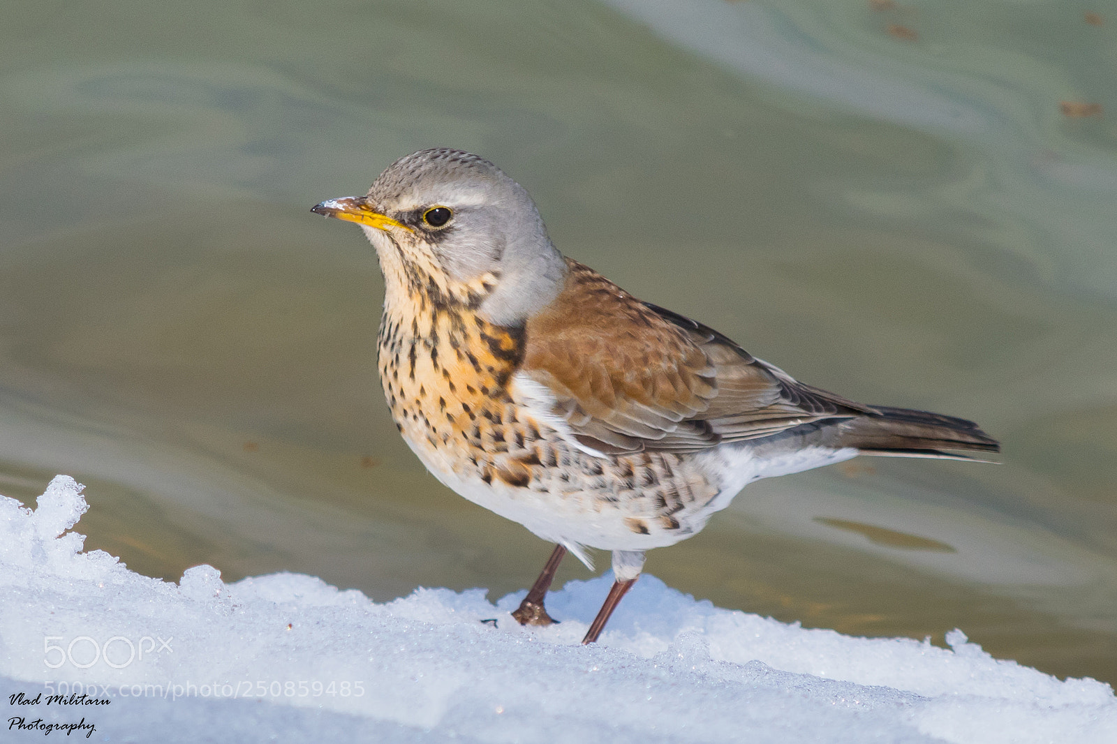Nikon D5300 sample photo. The fieldfare (turdus pilaris) photography