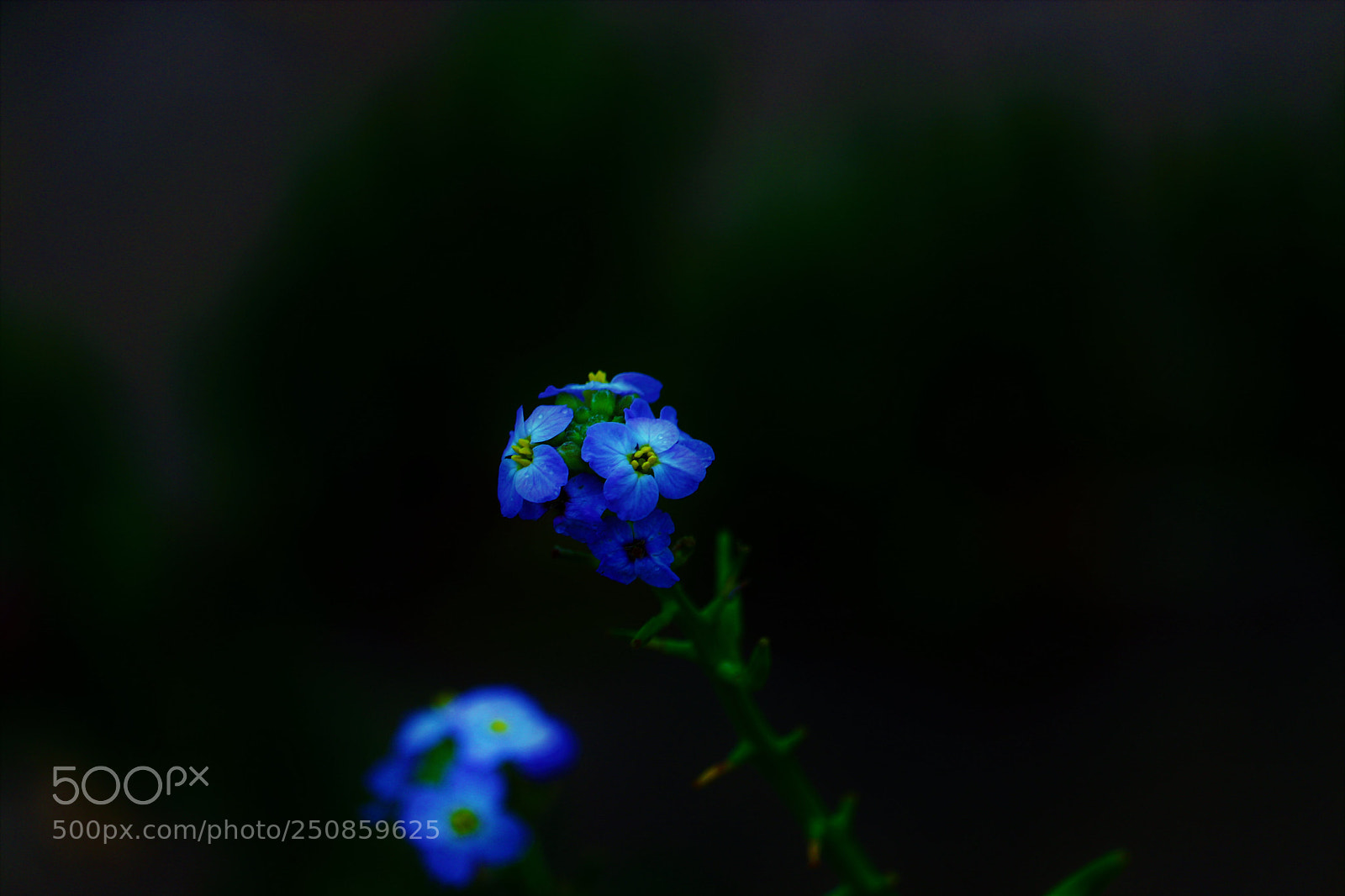 Canon EOS 80D sample photo. A blue glow  photography