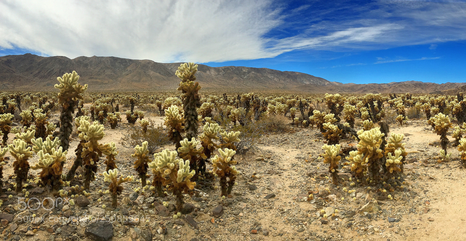 Apple iPhone 6s sample photo. Cholla cactus garden photography