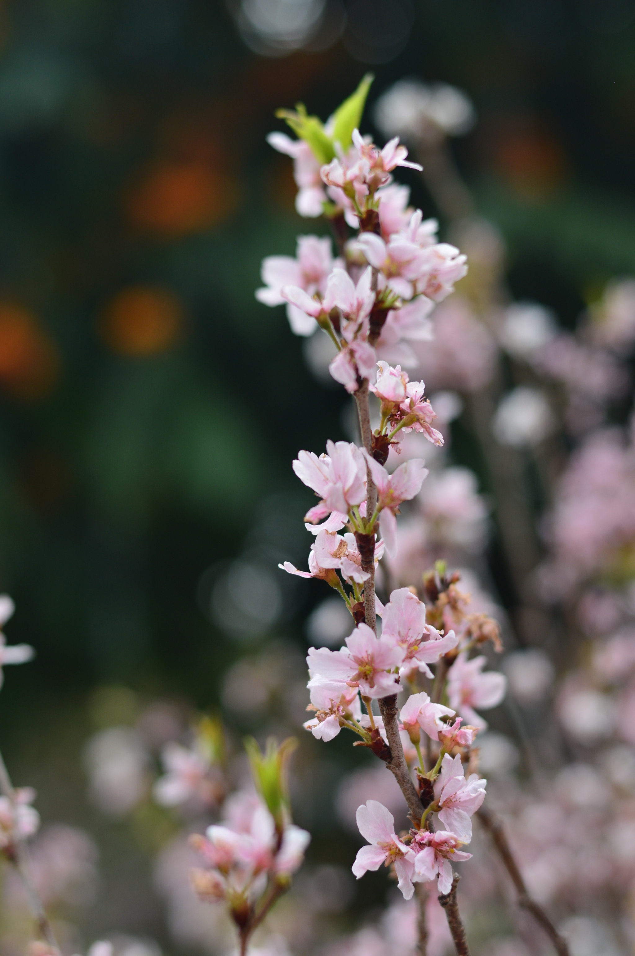 Nikon D3200 + Nikon AF-S Nikkor 50mm F1.8G sample photo. Sakura photography