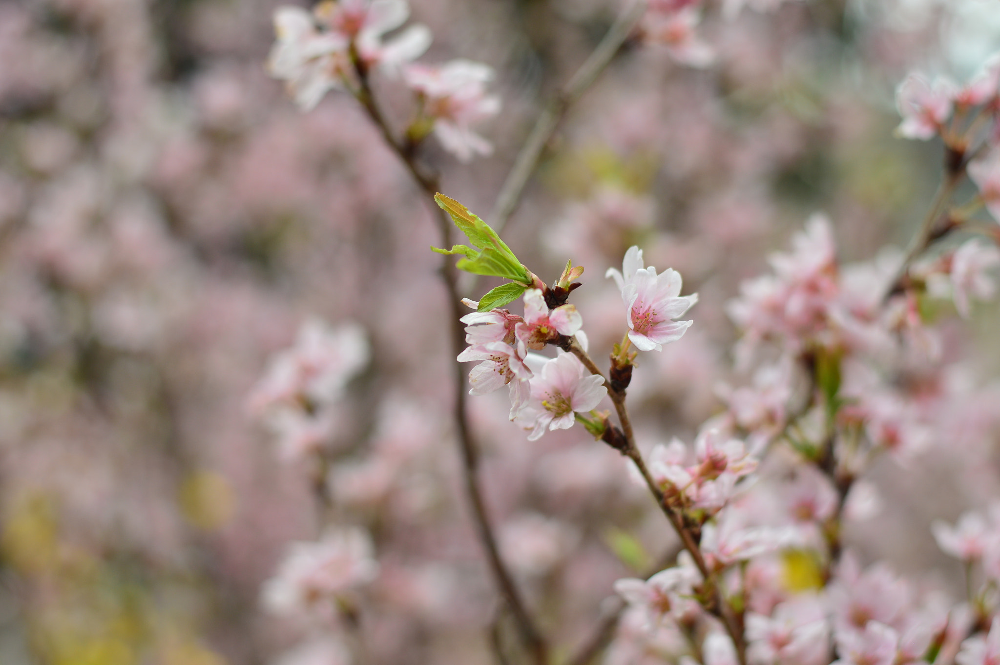 Nikon D3200 + Nikon AF-S Nikkor 50mm F1.8G sample photo. Sakura photography
