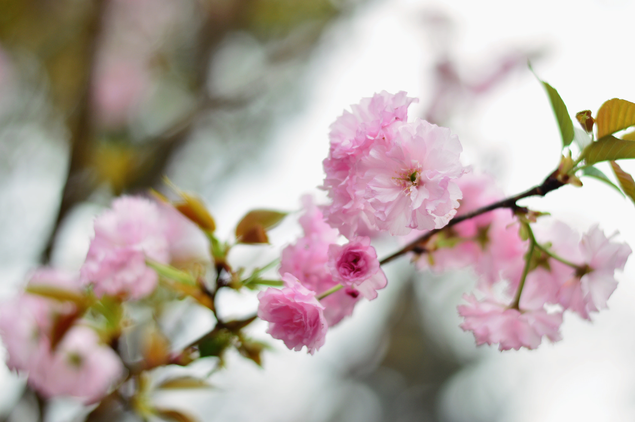 Nikon D3200 + Nikon AF-S Nikkor 50mm F1.8G sample photo. Sakura photography