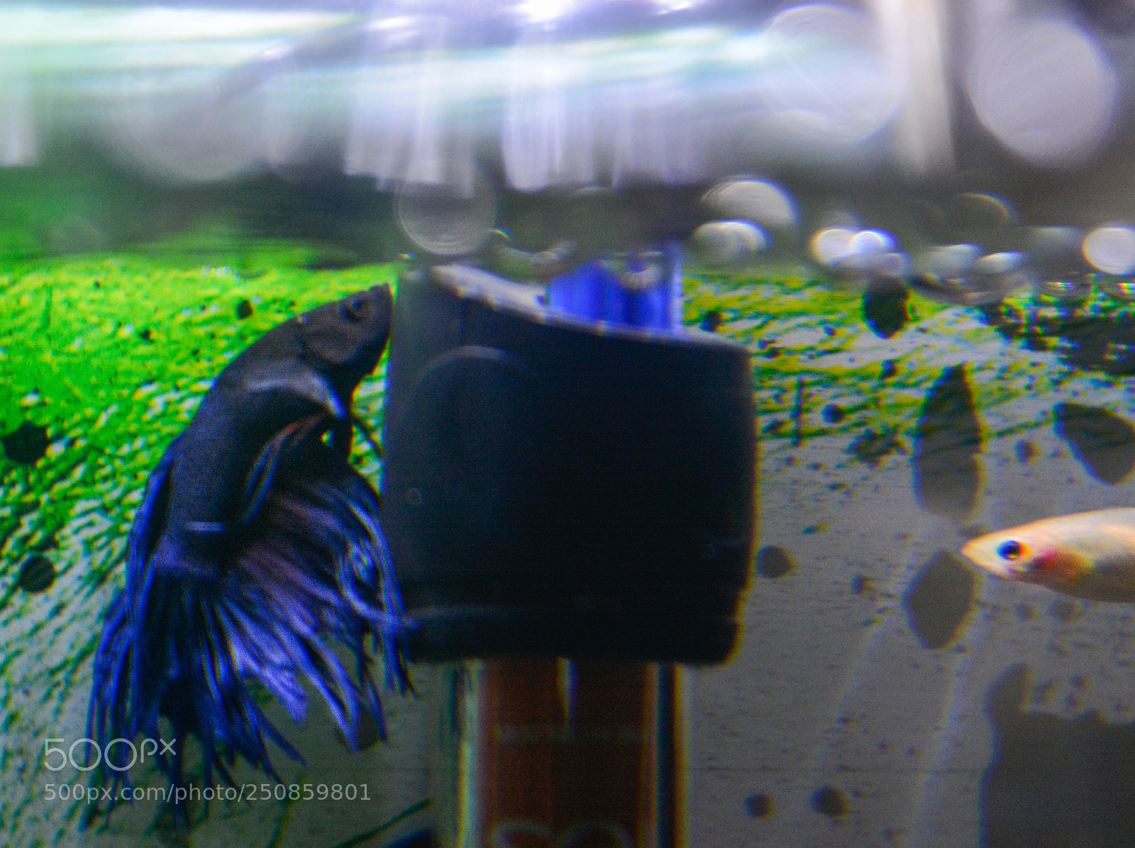 Nikon D7100 sample photo. Aquarium photography