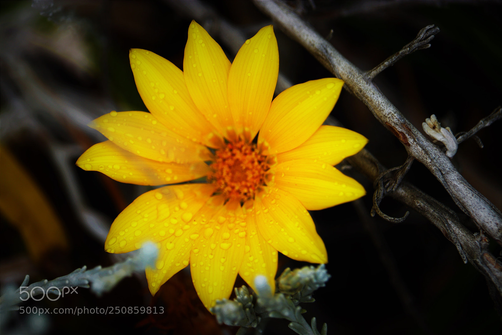 Canon EOS 80D sample photo. Bright yellow  photography