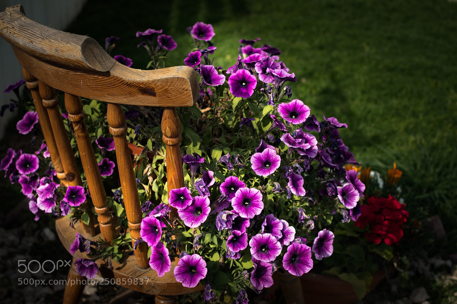 Nikon D500 sample photo. Purpleness!!! photography