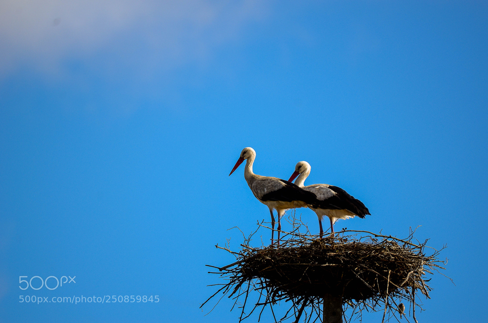 Nikon D7000 sample photo. Nesting photography