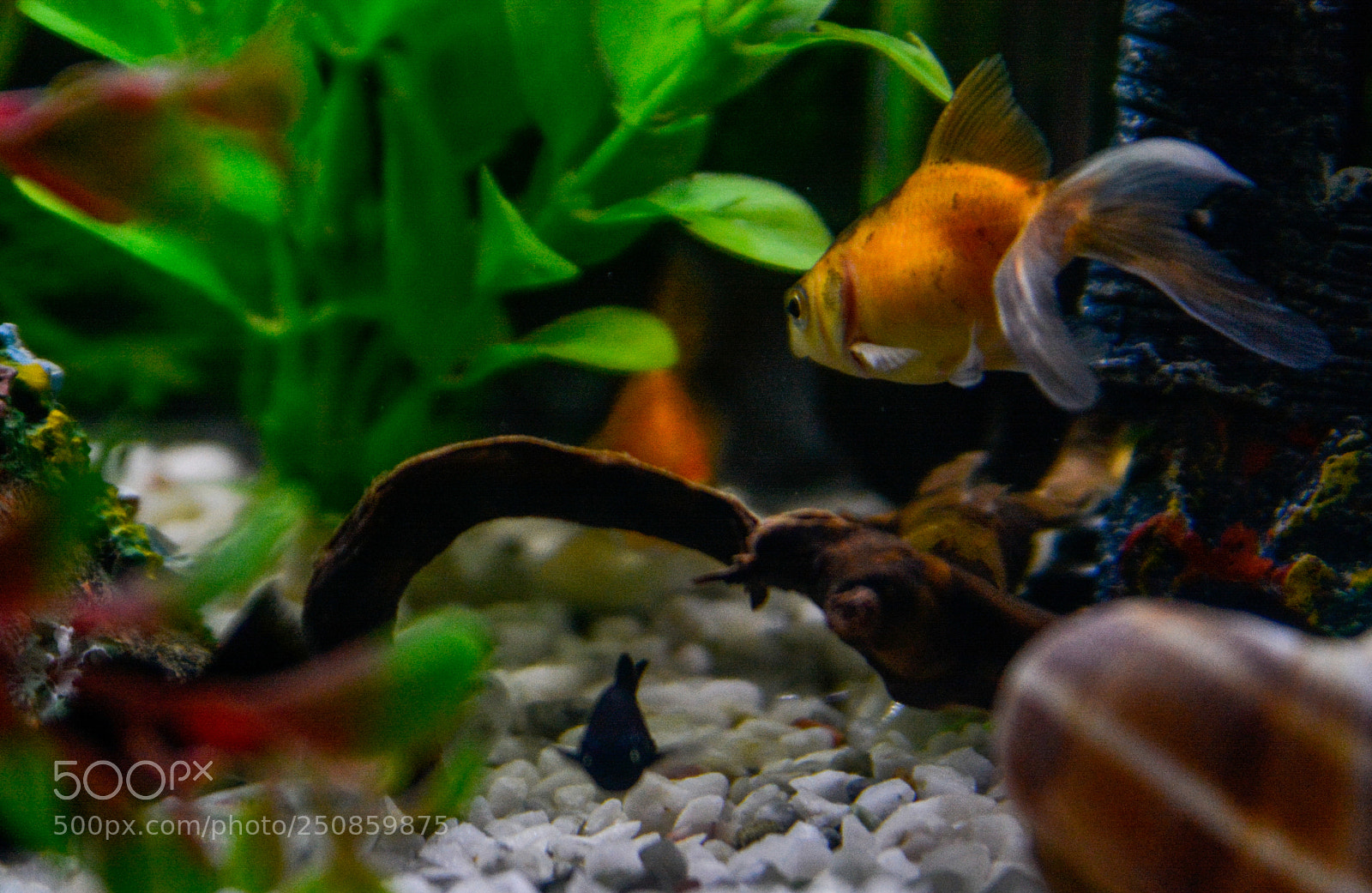 Nikon D7100 sample photo. Aquarium photography