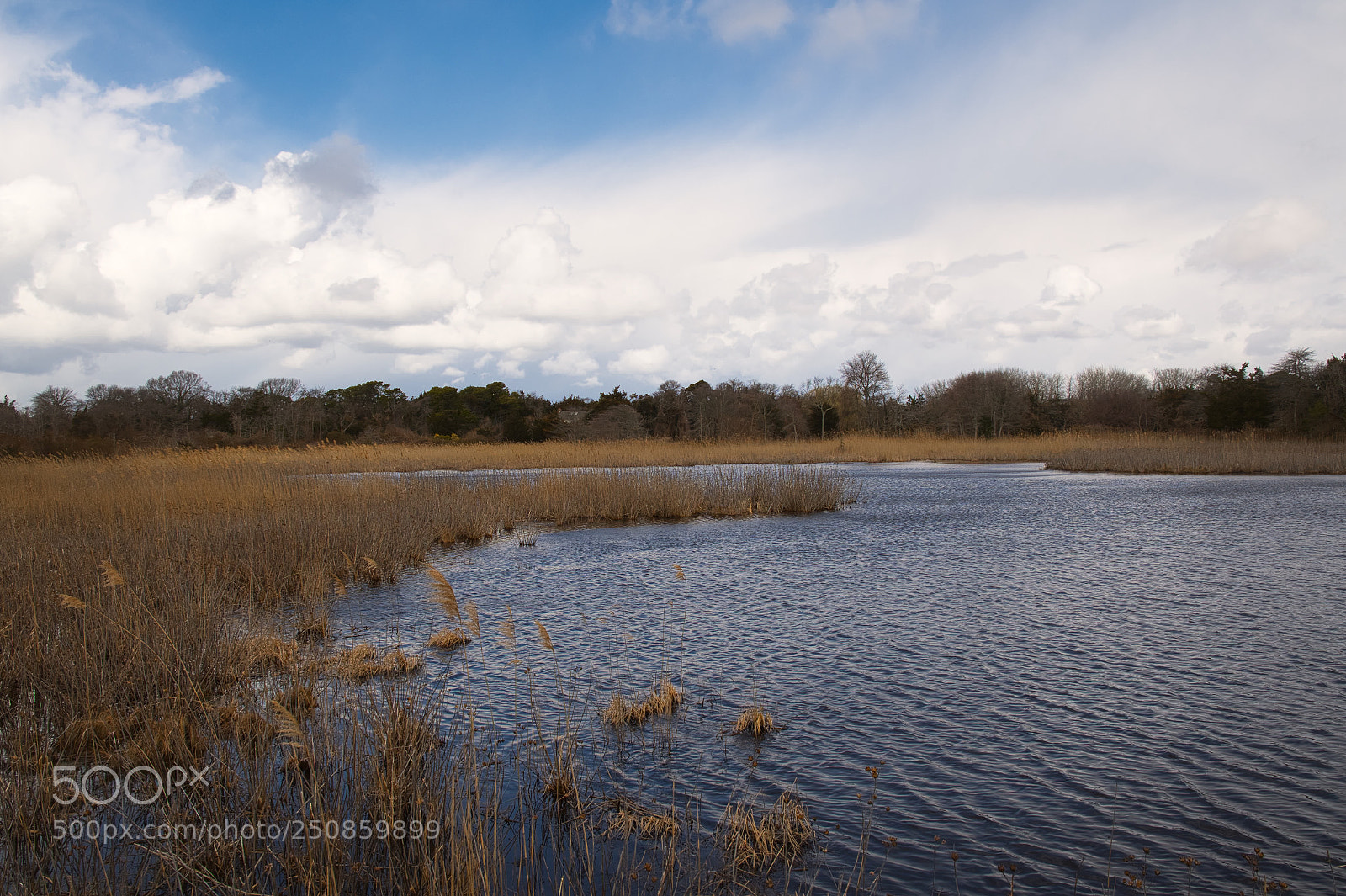 Nikon D7500 sample photo. Cape may national wildlife photography