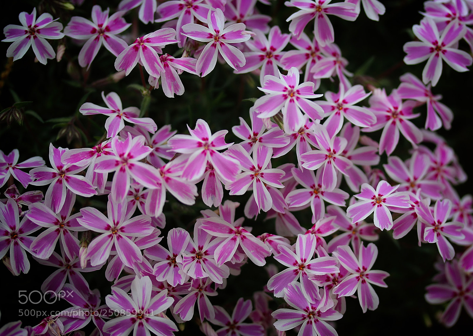Canon EOS 70D sample photo. Creeping phlox photography