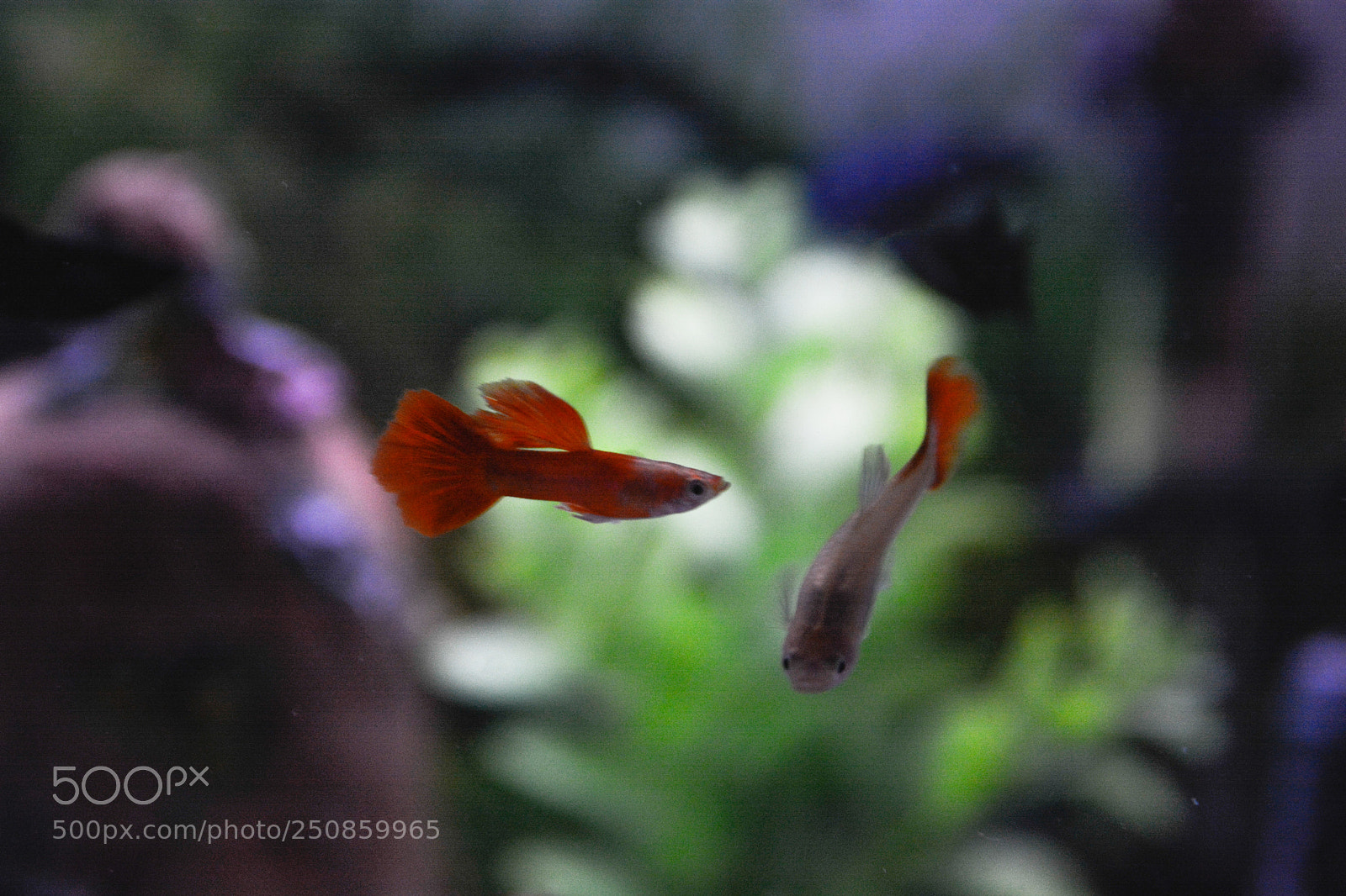 Nikon D7100 sample photo. Aquarium photography