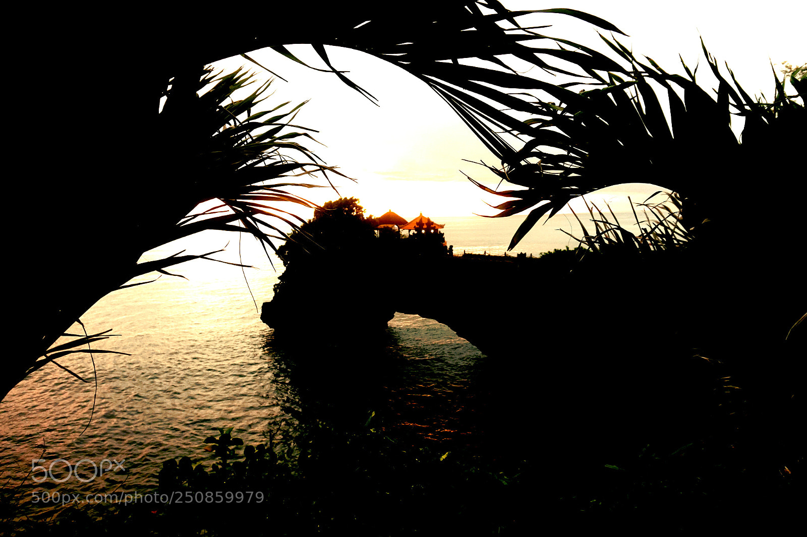Sony Alpha a5000 (ILCE 5000) sample photo. Palm perspective photography