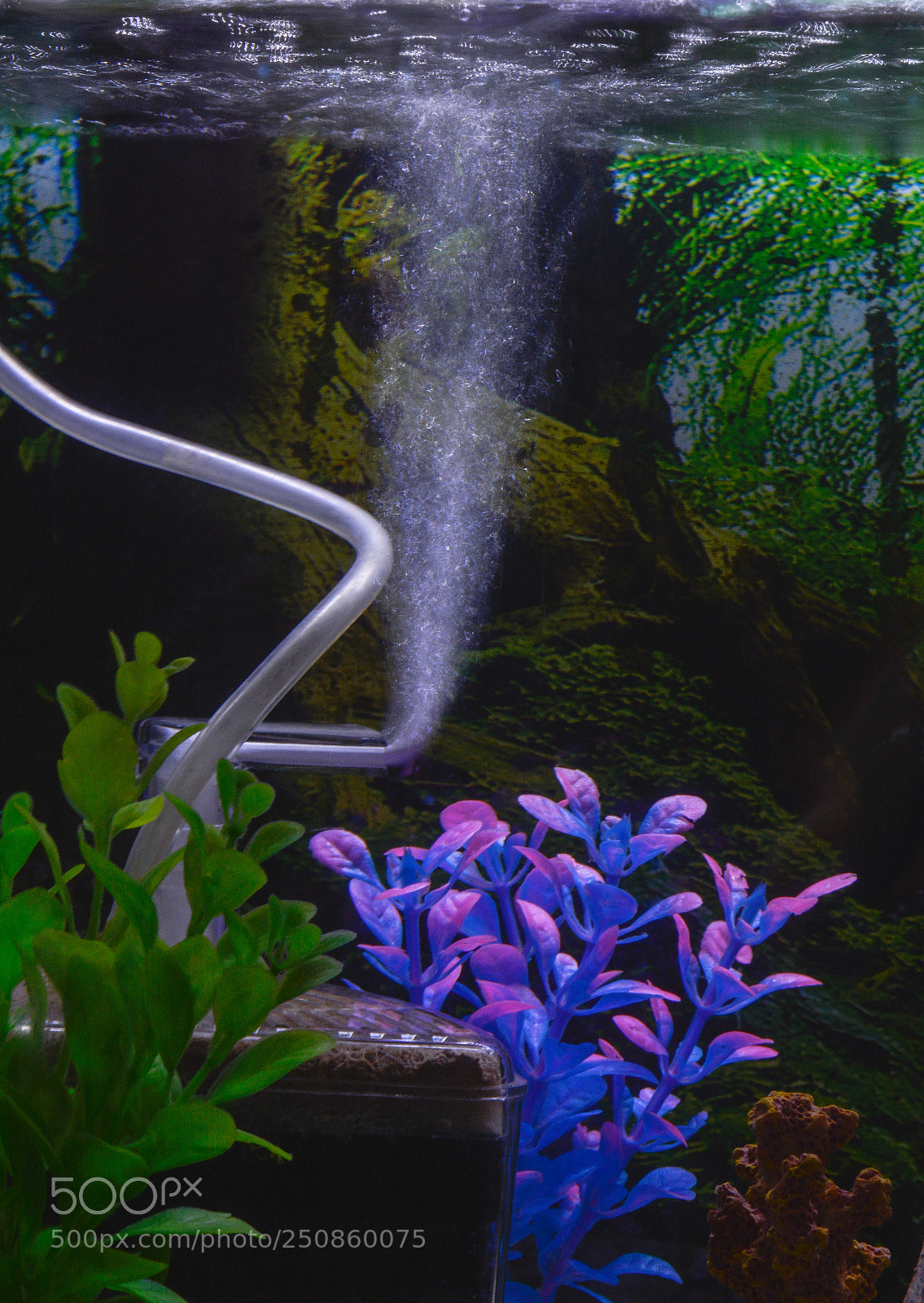 Nikon D7100 sample photo. Aquarium photography