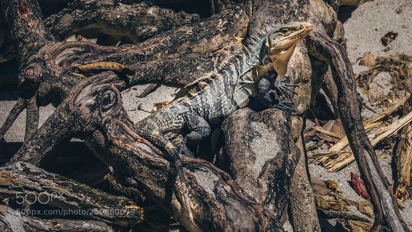 Fujifilm X-T10 sample photo. Costa rica | iguana photography
