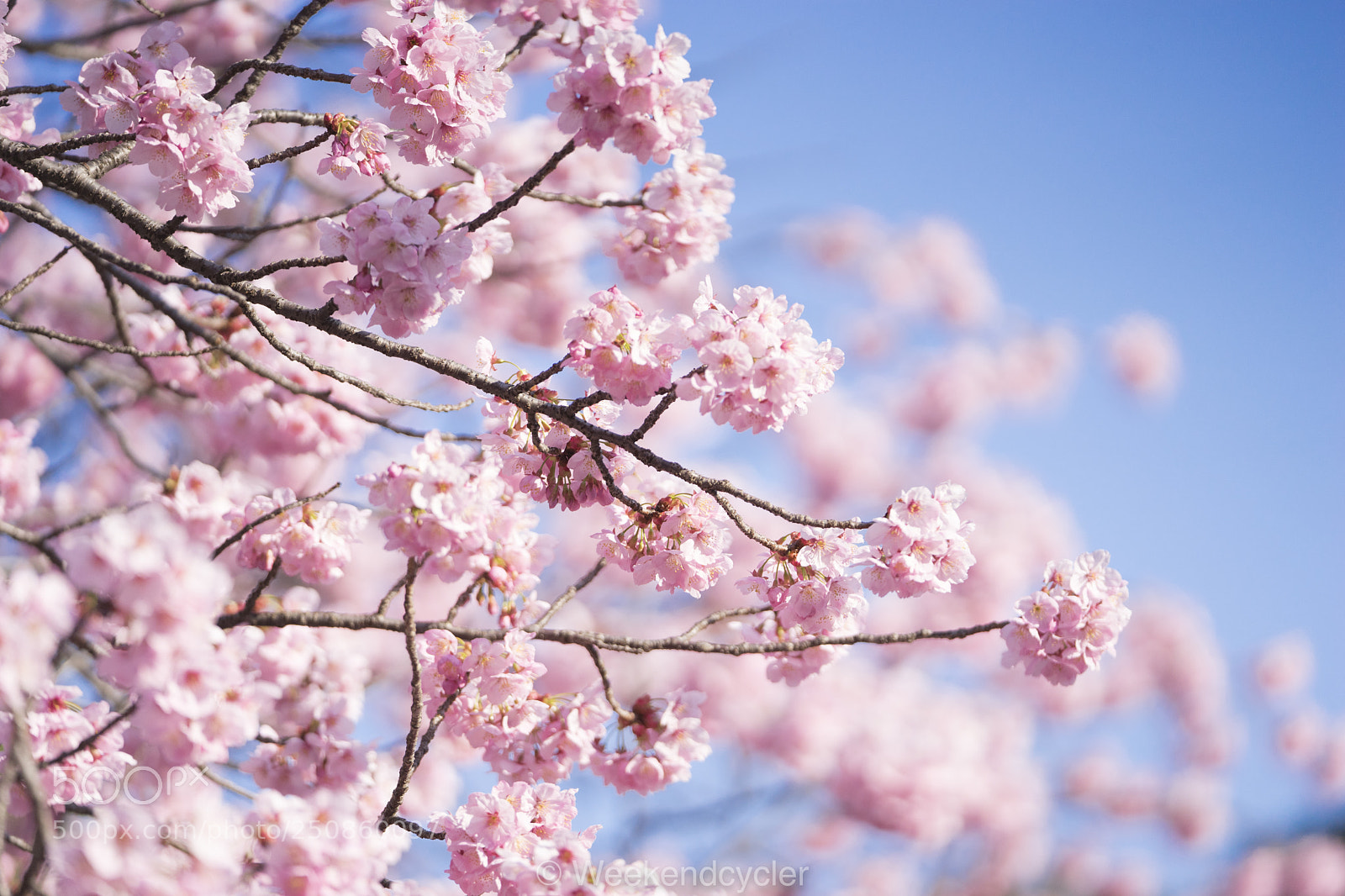 Sony a7 II sample photo. Cute pink bombs photography