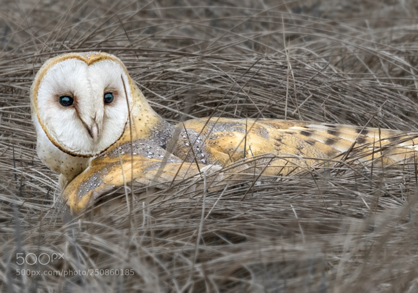 Canon EOS 7D Mark II sample photo. Barn owl photography