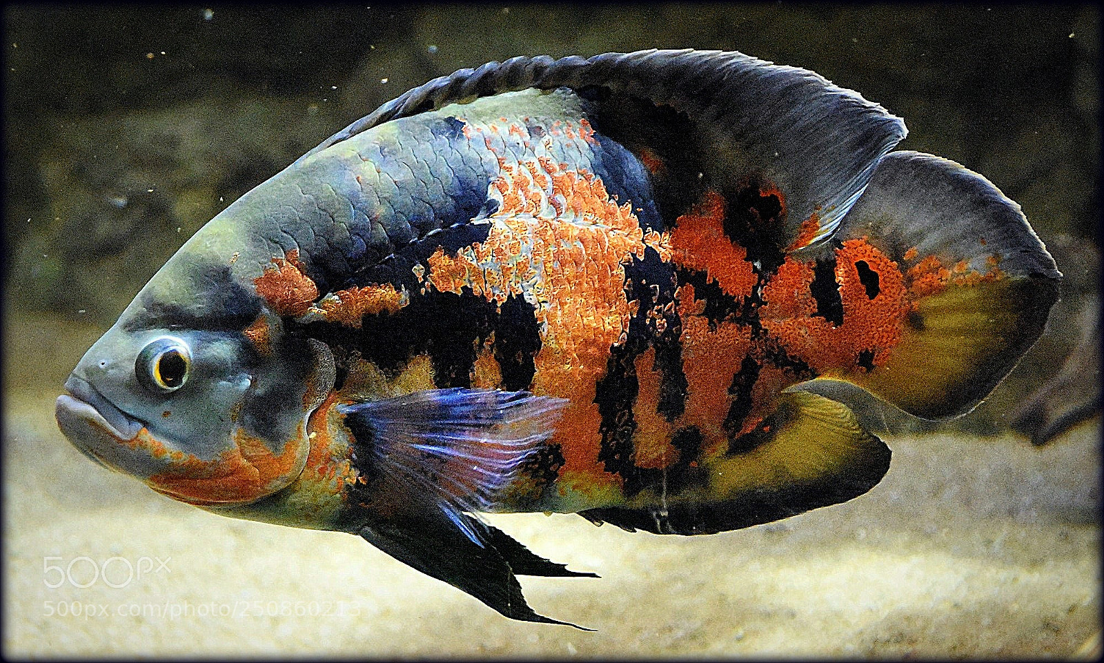 Nikon D810 sample photo. "colorfish" photography