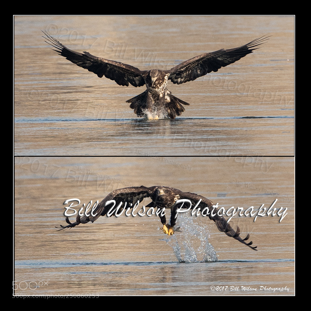 Nikon D2X sample photo. Juvenile bald eagle fishing photography