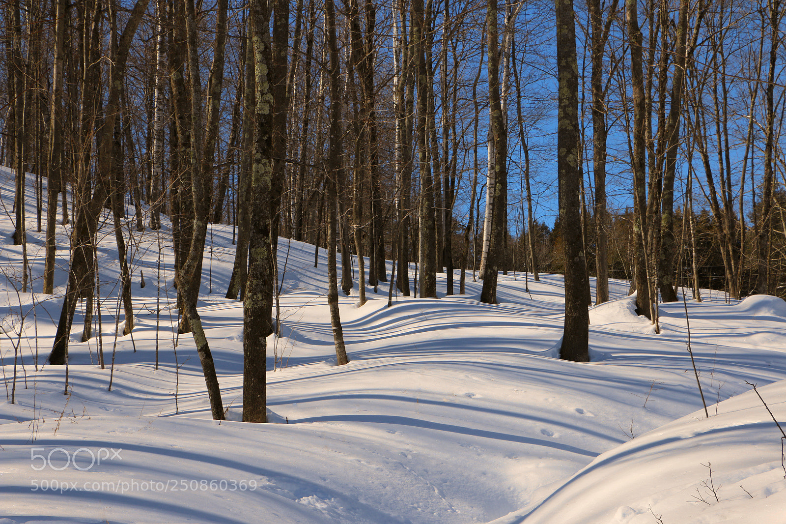 Canon EOS 70D sample photo. Fresh snow photography