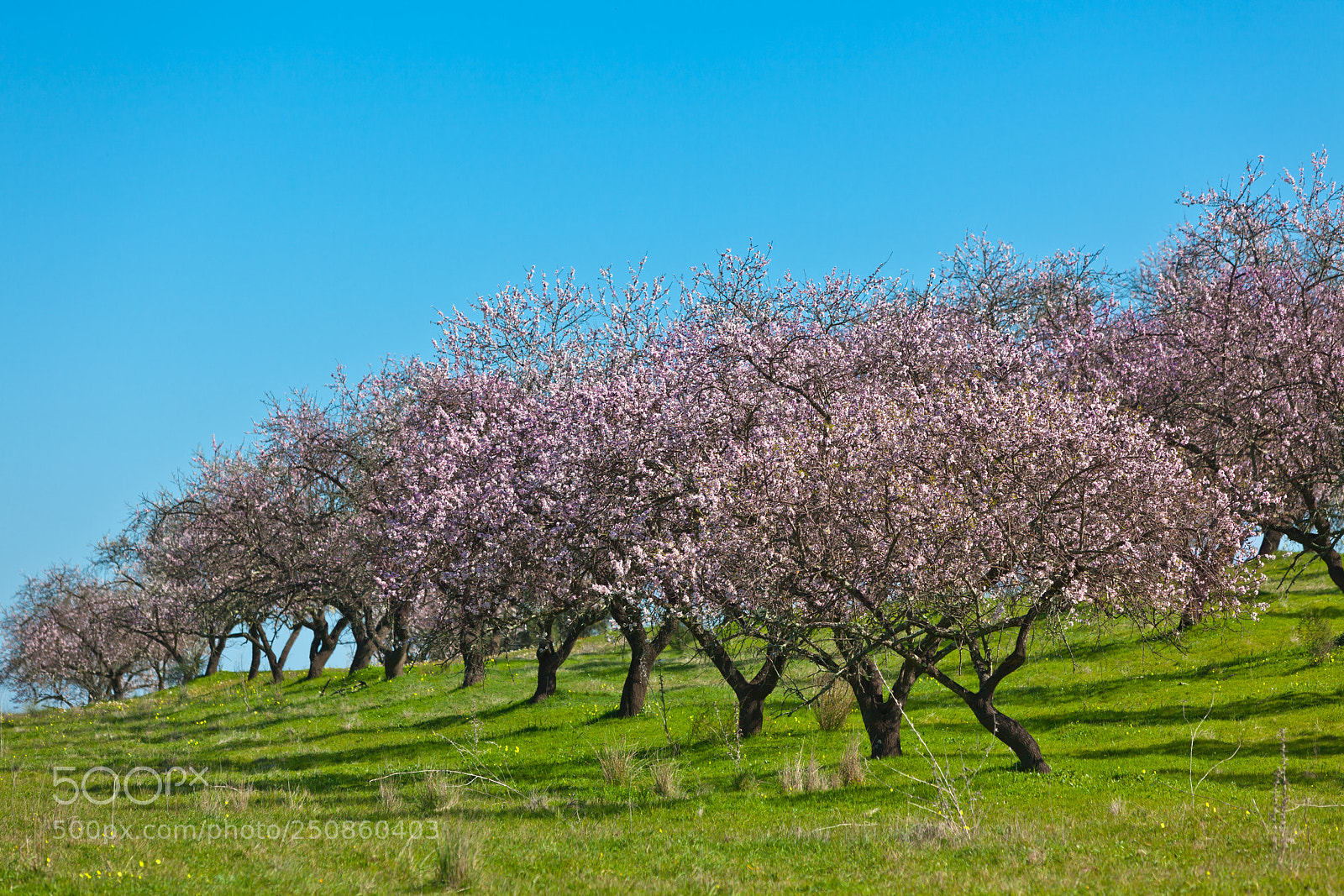 Canon EOS 5D Mark II sample photo. Pink blooming peach trees photography