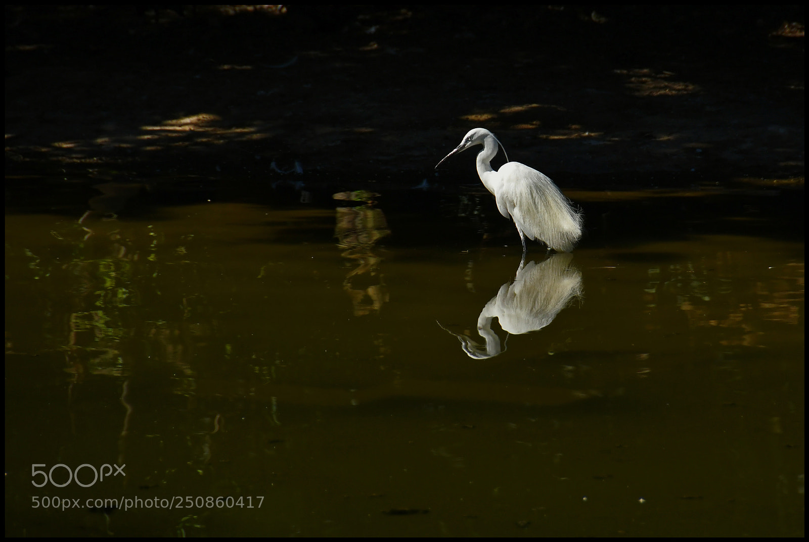 Nikon D500 sample photo. 170703.jpg photography