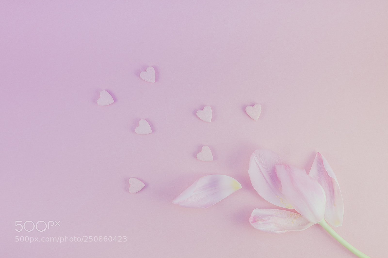 Canon EOS 5D Mark II sample photo. Pink tulip with heart photography