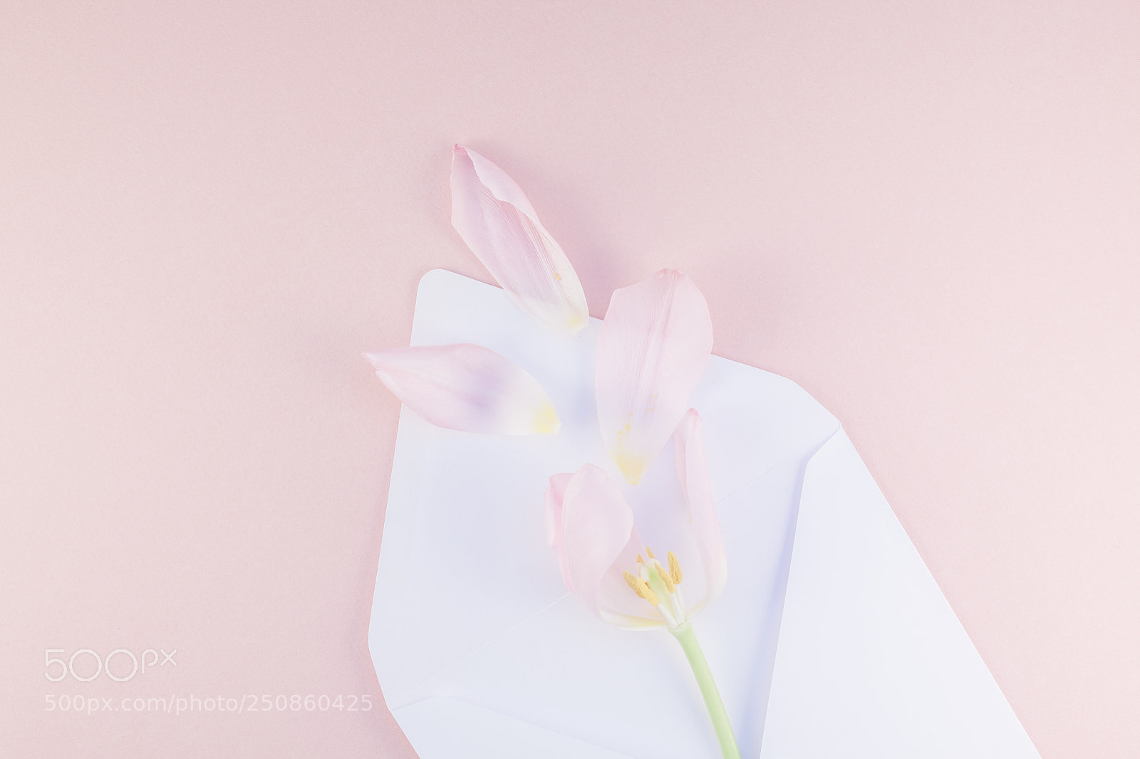 Canon EOS 5D Mark II sample photo. Pink tulip with petals photography